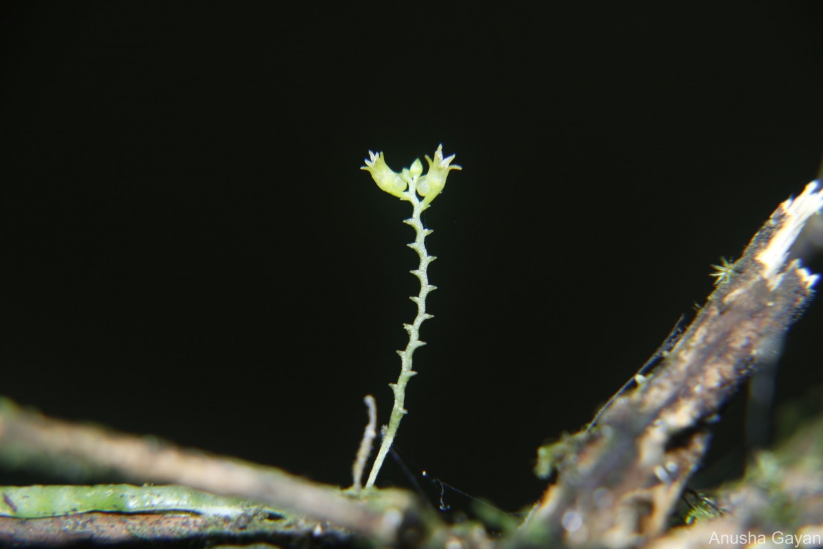 Taeniophyllum alwisii Lindl.